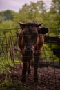 Ruminantia bovidae domestic animals at the farm