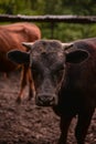 Ruminantia bovidae domestic animals at the farm