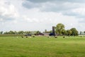 Ruminating black spotted cows in a fresh green Dutch meadow Royalty Free Stock Photo