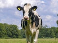 Ruminating chewing cow, black and white, Holstein, stands in a green pasture, blue cloudy sky Royalty Free Stock Photo