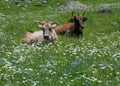 Ruminating cows on blossom meadow