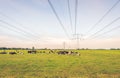 Ruminating cows in a meadow under high voltage lines