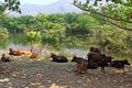 Ruminating Herd of Cattle Royalty Free Stock Photo