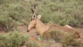 Ruminating red hartebeest