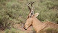 Ruminating red hartebeest