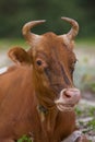 Rumination cow Royalty Free Stock Photo