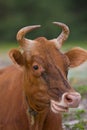 Rumination cow Royalty Free Stock Photo