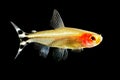 Rummy-nose tetra Royalty Free Stock Photo