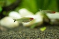 Rummy nose tetra Hemigrammus bleheri in planted aquaruim Royalty Free Stock Photo