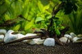 Rummy nose tetra Hemigrammus bleheri in planted aquaruim Royalty Free Stock Photo