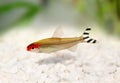 Rummy-nose Tetra Hemigrammus rhodostomus bleheri