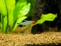 Rummy-nose tetra Hemigrammus rhodostomus on a fish tank with blurred background