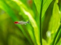 Rummy-nose tetra Hemigrammus rhodostomus on a fish tank with blurred background