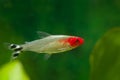 Rummy-nose tetra, Hemigrammus rhodostomus, tender dwarf ornamental characin fish from Amazon river