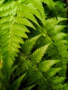 Rumohra adiantiformis in beautyful green color texture and background