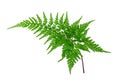 Leatherleaf fern glossy dark green frond or leaf isolated transparent png Royalty Free Stock Photo