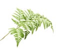 Rumohra adiantiformis, leatherleaf fern Royalty Free Stock Photo