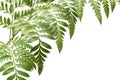 Rumohra adiantiformis, leatherleaf fern Royalty Free Stock Photo