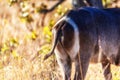 Rump markings on waterbuck Kobus ellipsiprymnus ellipsiprymnus Royalty Free Stock Photo