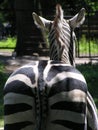 Zebra in the Kaliningrad zoo