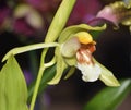 Rumphius' Coelogyne Orchid Royalty Free Stock Photo