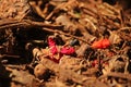 RUMPLED REMNANTS OF POMEGRANATE FLOWER Royalty Free Stock Photo