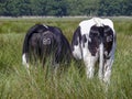 The rumps of two grazing cows viewed from behind standing in high grass and numbers on their buttocks. Royalty Free Stock Photo