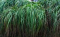 Rumput gajah Pennisetum purpureum