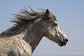 Grey mustang horse run running wild scar Royalty Free Stock Photo