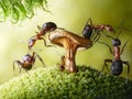 Run, baby! robbers formica and myrmica, ant tales Royalty Free Stock Photo