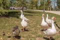 Run ducks, the kids are coming! Royalty Free Stock Photo