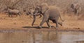 Run elephants and rhinos run Royalty Free Stock Photo