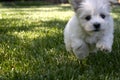 Run Puppy, Run! Royalty Free Stock Photo