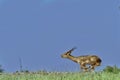 Run, run keep running! A black buck keeps jumping even for slightest fears Royalty Free Stock Photo