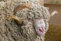 Runa hair soviet merino ram curly horns Royalty Free Stock Photo