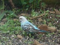 Runaway Budgie or Common Parakeet