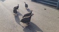 a runaway turkey family