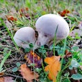 Rund mushroom in grass Royalty Free Stock Photo