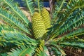 Runde cycad Encephalartos concinnus, endemic to Zimbabwe - Florida, USA