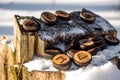 Runes carved from wood on the snow - Elder Futhark