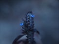 Rungina pectinata or comb flower