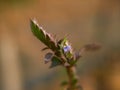 Rungina pectinata or comb flower