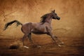 Runing Arabian horse Royalty Free Stock Photo