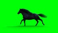 Runing black horse. Green screen isolate. 3d rendering.