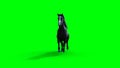 Runing black horse. Green screen isolate. 3d rendering. Royalty Free Stock Photo