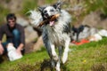 Runing border collie with a stick Royalty Free Stock Photo