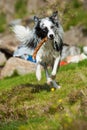 Runing border collie with a stick Royalty Free Stock Photo