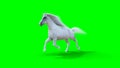 Runing white horse. Green screen. 3d rendering.