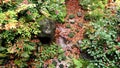 A runnel or small river flowing in the rain at Yasenose area in Kyoto