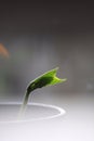 Runner Bean Royalty Free Stock Photo